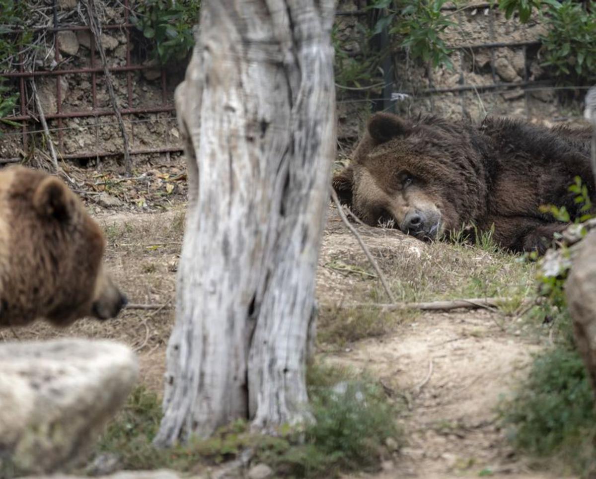 Los osos se reencuentran con su mamá humana