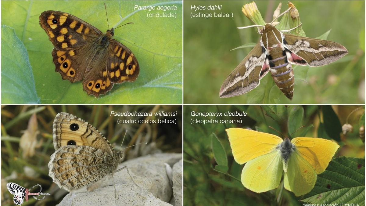 Las cuatro especies candidatas