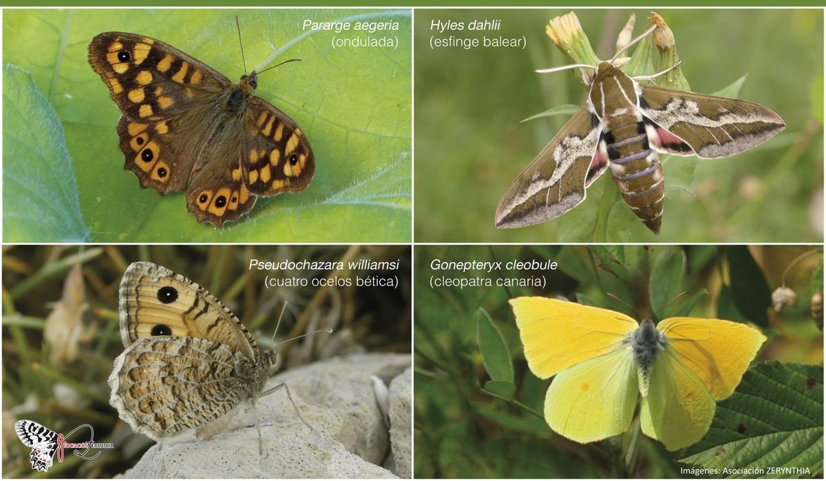 Las cuatro especies candidatas