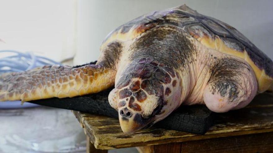 La tortuga ‘Donosti’ volverá al mar en Orpesa