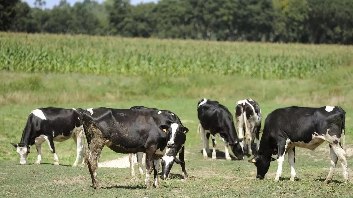 Vacas en un prado
