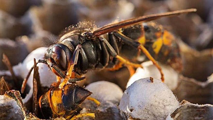 La vespa asiàtica, voraç depredadora d&#039;abelles, irromp amb força