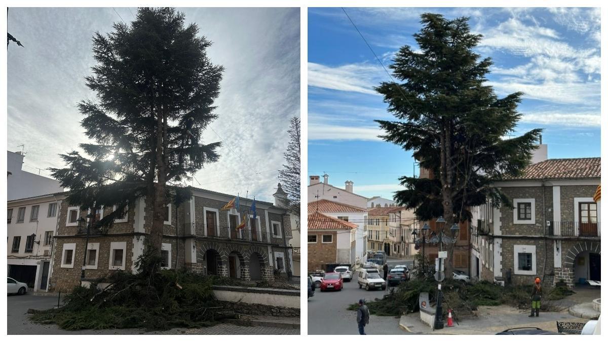 Imagen de la tala de los árboles de la plaza del Ayuntamiento de Bejís, cuyos trabajos se han iniciado este viernes.