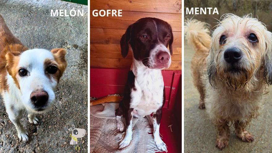 Natilla, Croqueta o Tonic: los nombres del universo culinario se cuelan entre las tendencias para bautizar a los perros