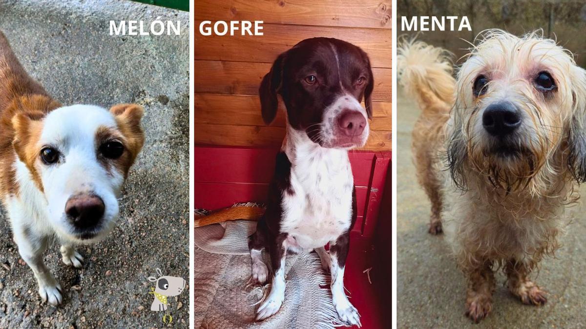 Melón, Gofre y Menta son tres perros con nombres muy culinarios que la protectora Aloia de Tui tiene en su lista de adoptables.