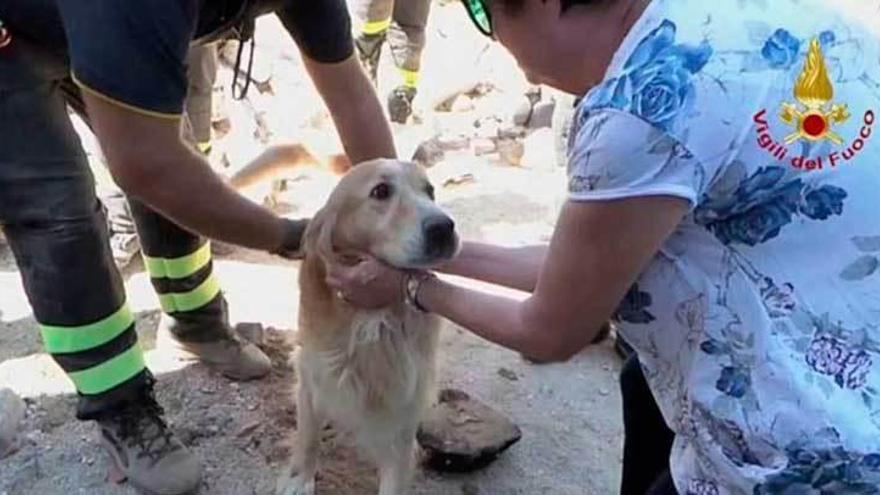 Rescatan a un perro nueve días después del terremoto de Italia