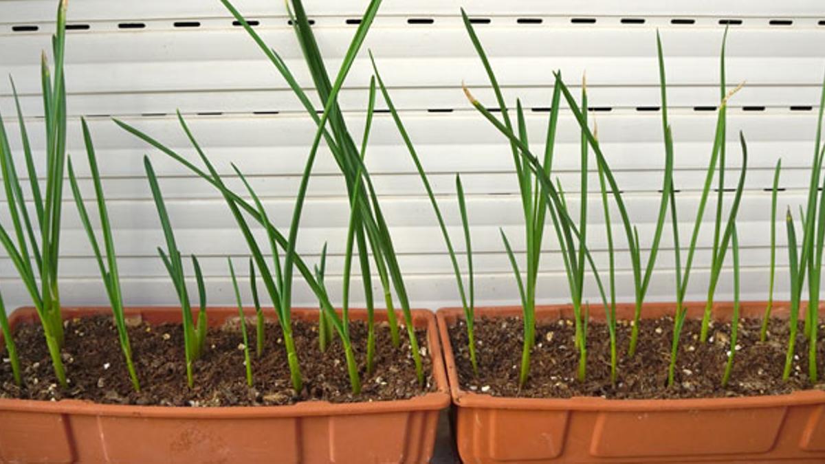 El ajo, un básico en la cocina española, también se planta durante estos meses. Aunque puede cultivarse prácticamente todo el año.