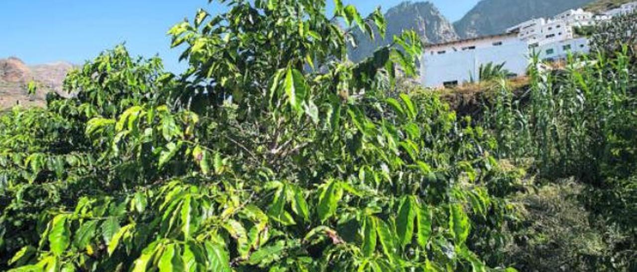 Vista de los cafetales en el valle de Agaete.