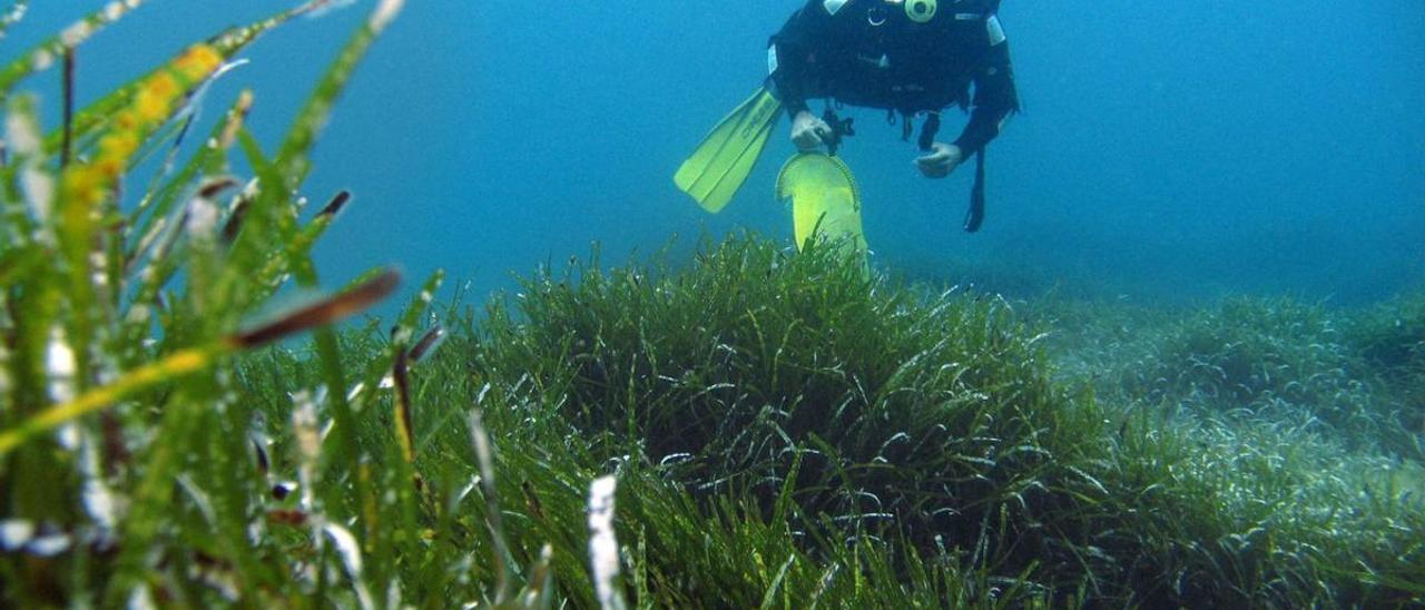 A partir de los 28 o 29 grados de temperatura del mar la planta se muere.