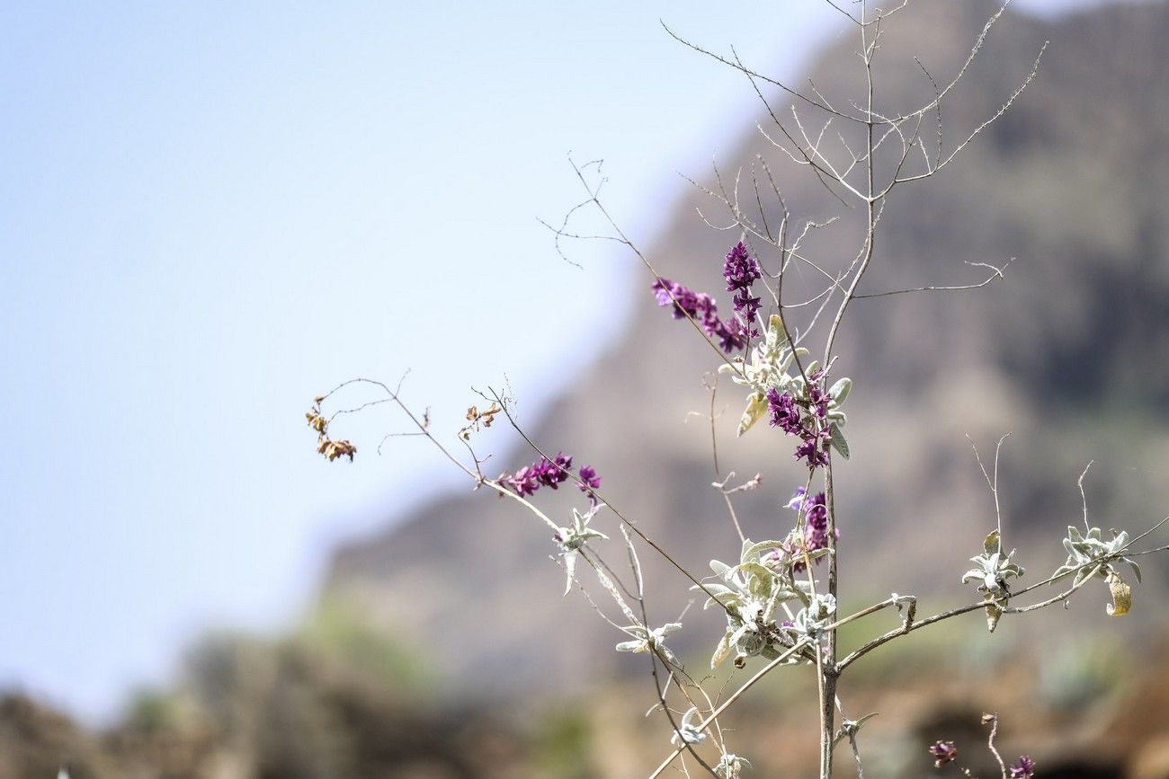 Yacimiento de Arteara (Fataga)