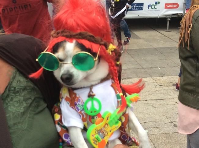 Carnaval de Las Palmas de Gran Canaria 2017: Carnaval Canino