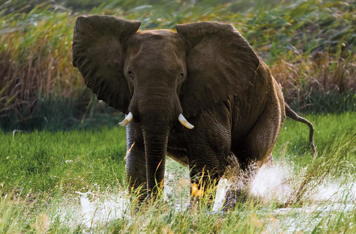 Elefante en el Parque Nacional de Kissama.