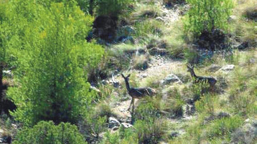 Detectan los dos primeros focos en Murcia de la enfermedad hemorrágica en ciervos