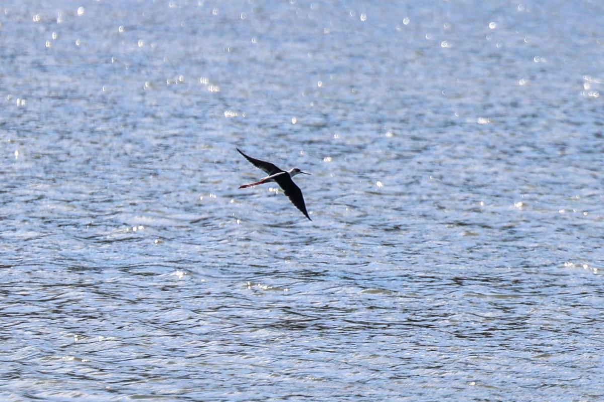 Las imágenes de la jornada en el observatorio de aves en ses Salines de Ibiza