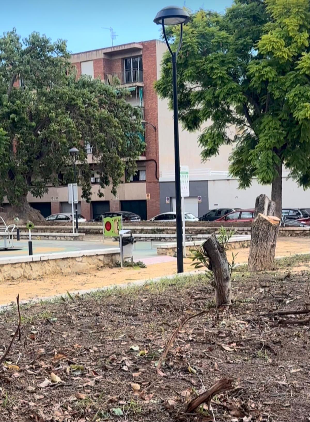 Árboles talados en el parque Juan XXIII de San Vicente, en una imagen proporcionada por el PSOE