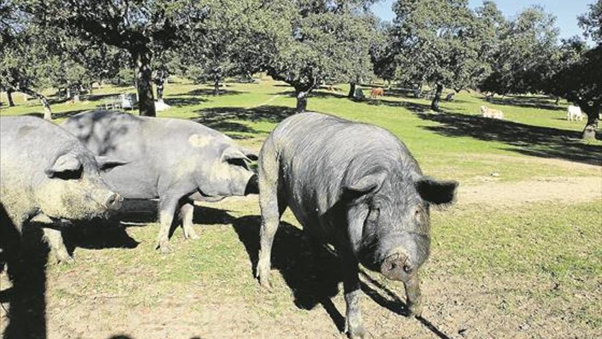 Cerdo de Los Pedroches