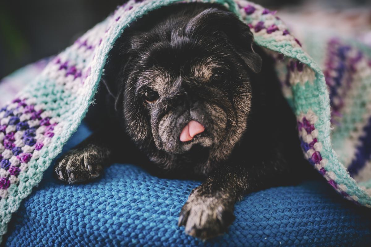 Camas para perros | Zara Home diseña una línea para mascotas