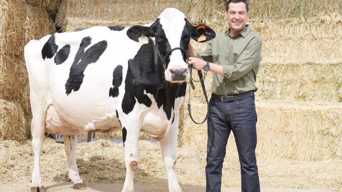 Juanma Moreno, con la vaca 'Fadie' en una explotación ganadera de Córdoba.