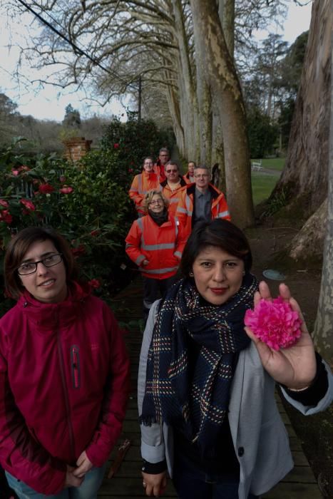 Camelias en el Botánico