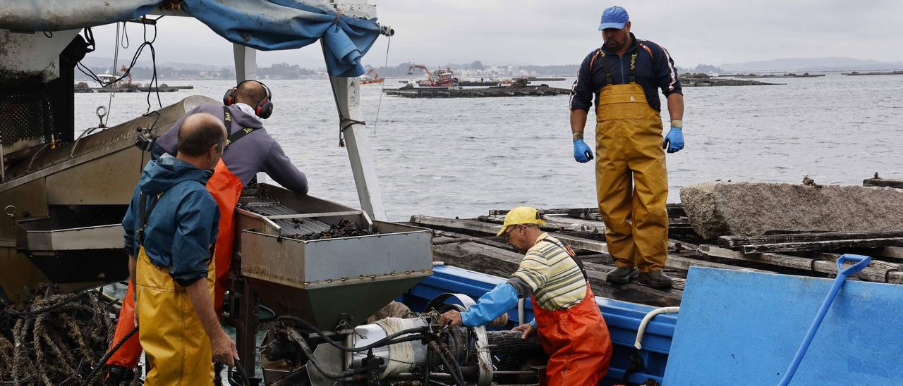 Trabajos de desdoble de mejillón en una de las bateas de la ría de Arousa. |   //  PABLO HERNÁNDEZ