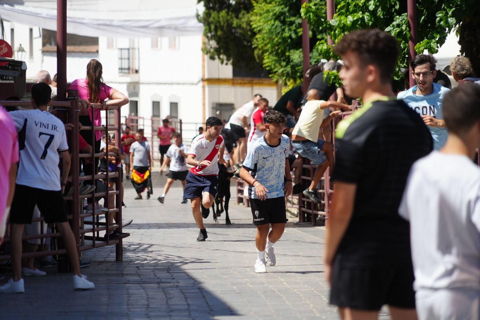 Alcaracejos vive con intensidad el inicio de sus tradicionales encierros de vaquillas