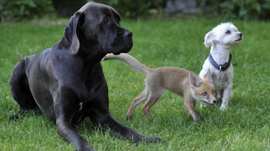 Varias mascotas disfrutando en la vía pública.