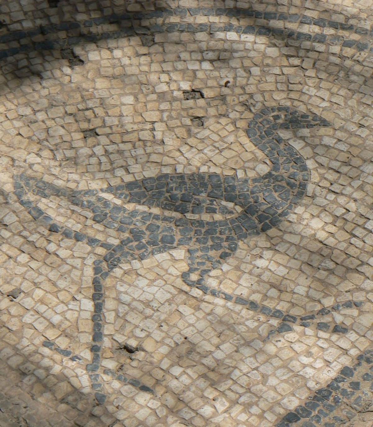 La Alcudia, El Hondo y los parques, unidos por las aves