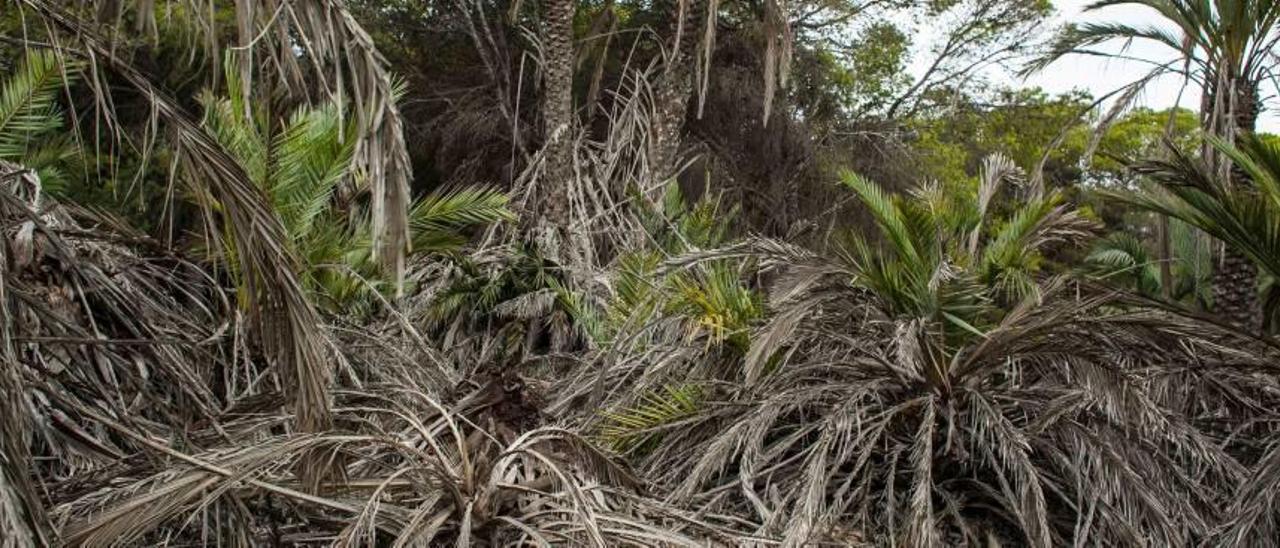 El palmeral que se encuentra ubicado dentro de la pinada deja la imagen de palmeras caídas por falta de tratamiento .