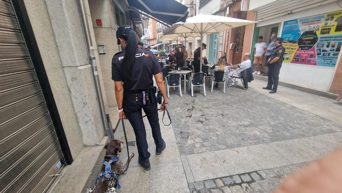Uno de los perros, a la espera de que llegue su momento