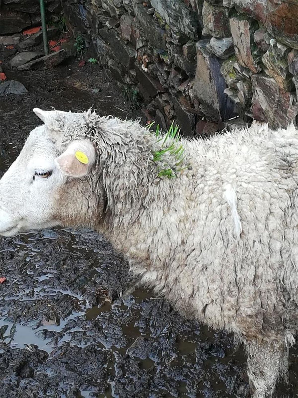 Así fue cómo creció la hierba en el cuello de seis ovejas cacereñas