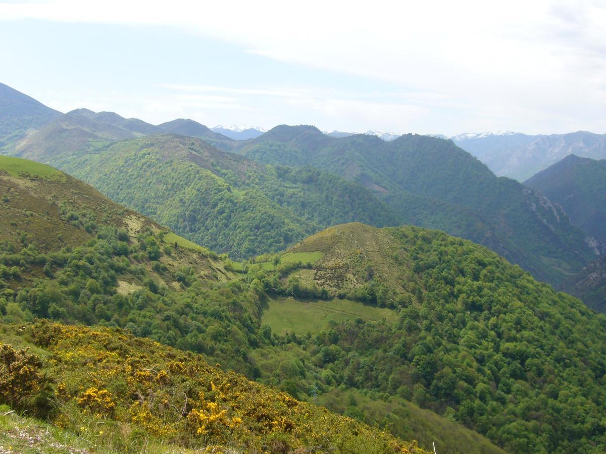 Bosque de Asturias
