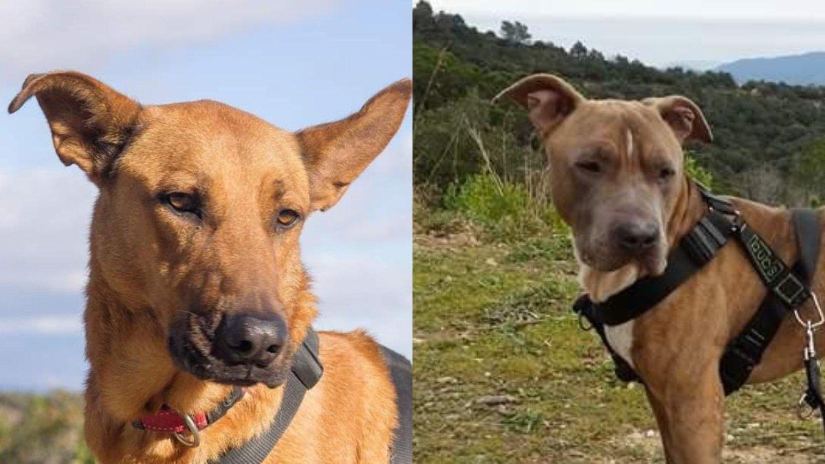 Violin y Tyson, los dos perros sacrificados el pasado diciembre.
