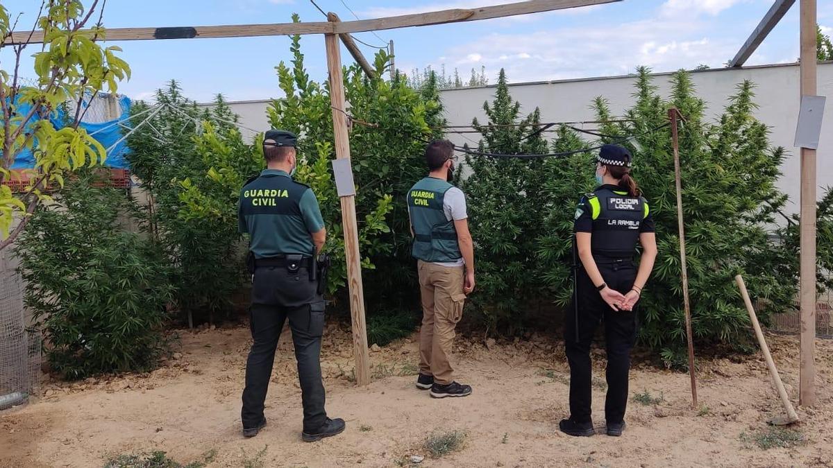 Agentes de la Guardia Civil y de la Policía Local de La Rambla, ante las plantas de marihuana.