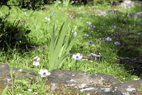 In Ariant blühen die mediterranen Pflanzen um die Wette. In dem von Heidi Gildemeister entworfenen Garten wird vieles den Launen der Natur und dem Zufall überlassen. Aber nicht alles.