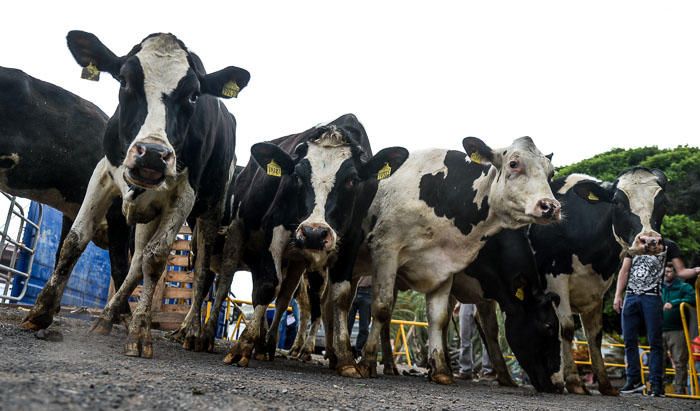 El Cabildo recibe 33 vacas