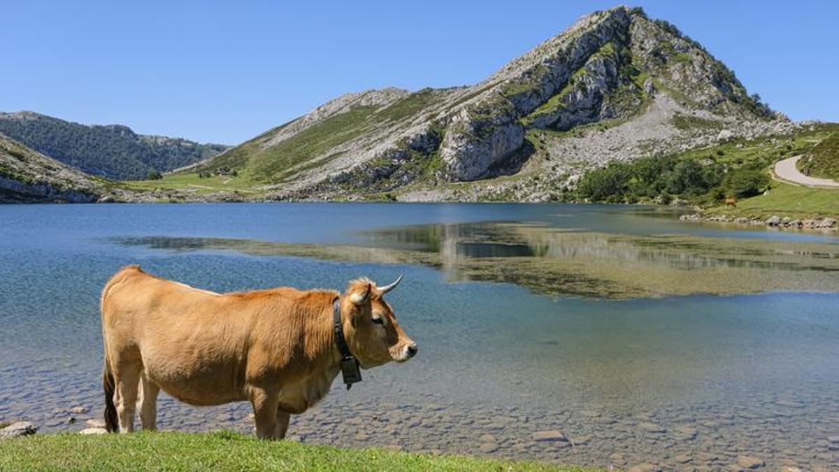 El pastoreo se hace en los pastos de los picos de Europa