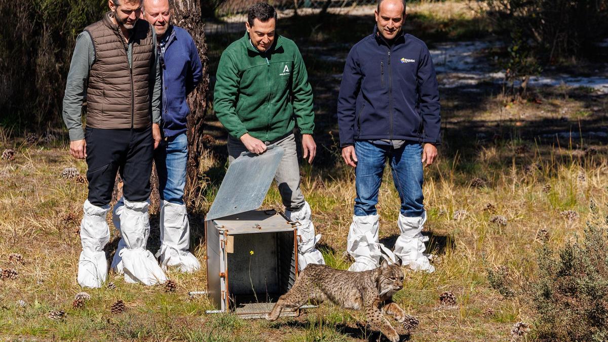 Moreno suelta lince hembra en el parque de Doñana