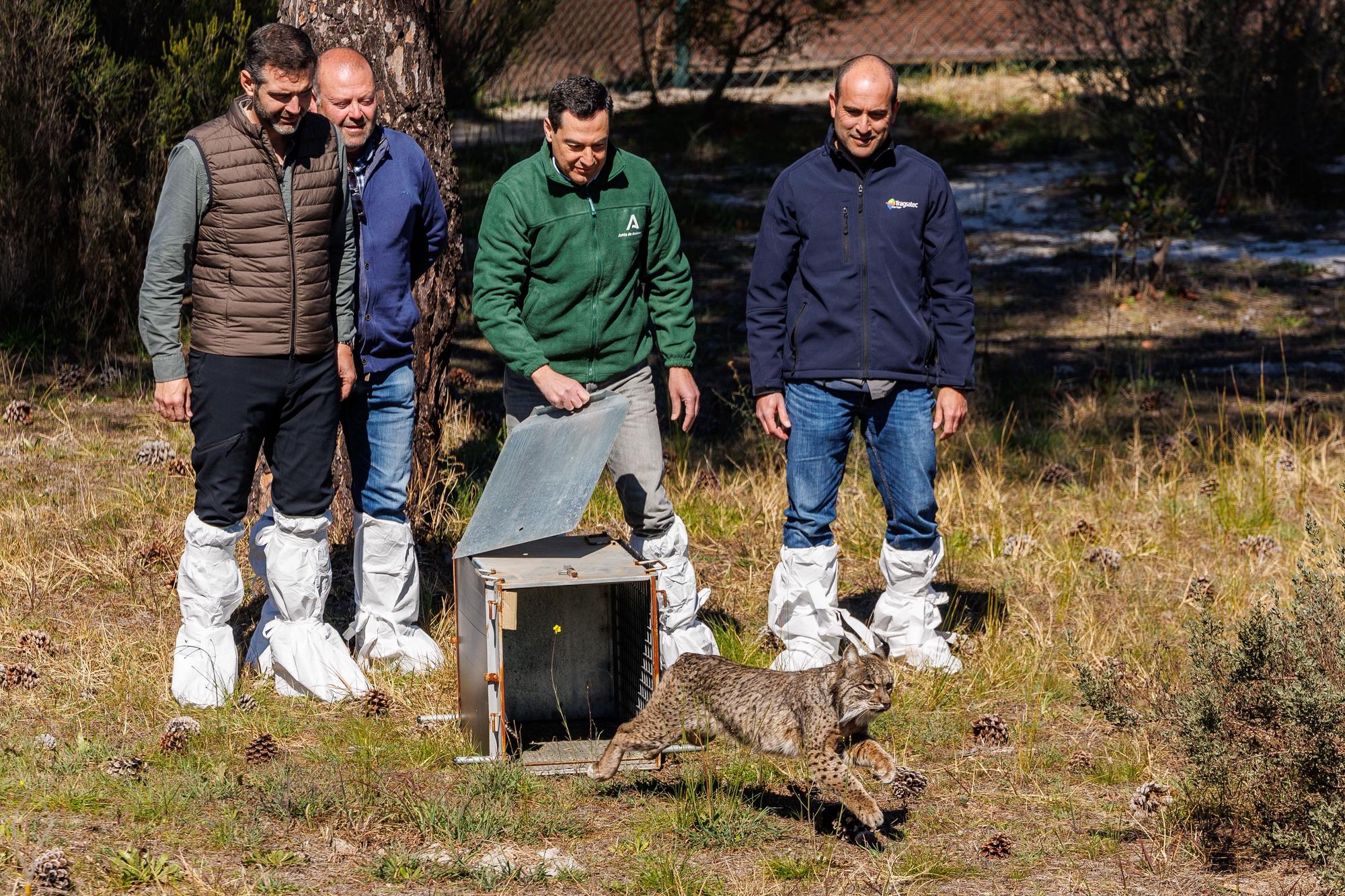 Moreno suelta lince hembra en el parque de Doñana