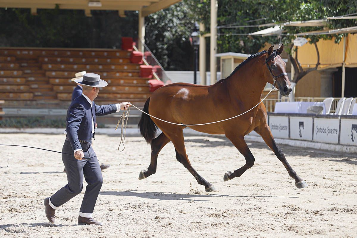 Concurso morfológico en Cabalcor