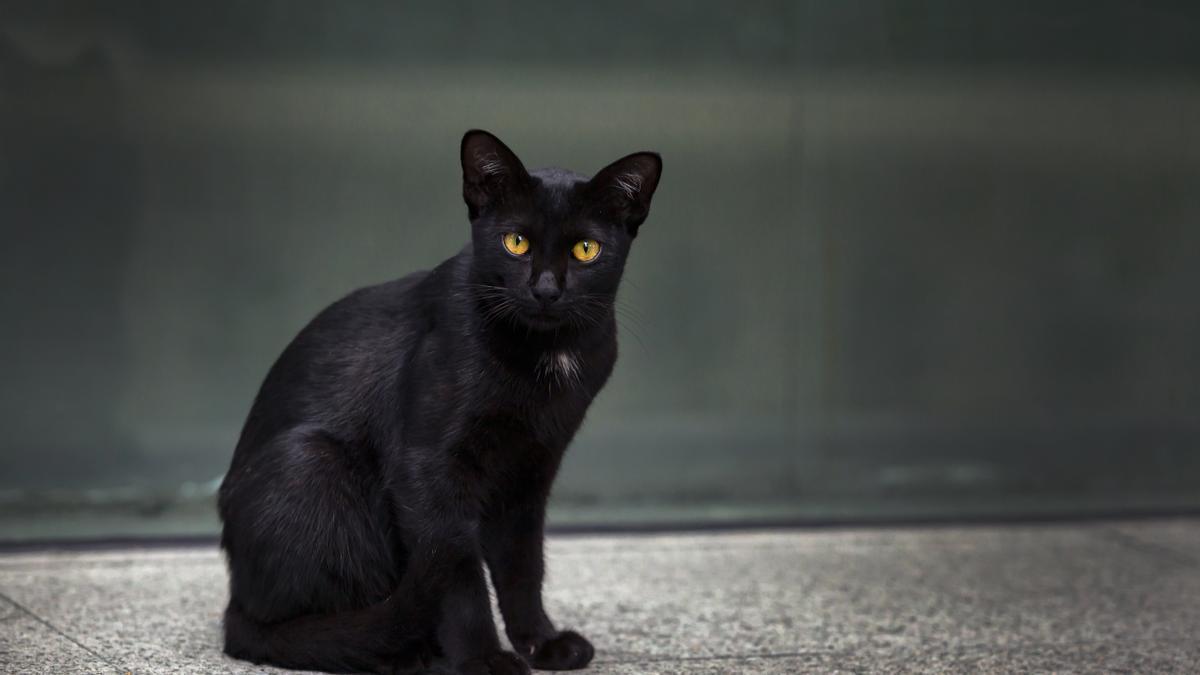 Majestuoso y cariñoso: Conoce al gato Bombay, una raza de gatos única y adorable.