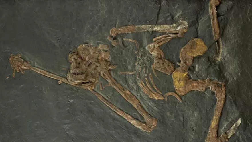 Esqueleto de Oreopithecus bambolii.