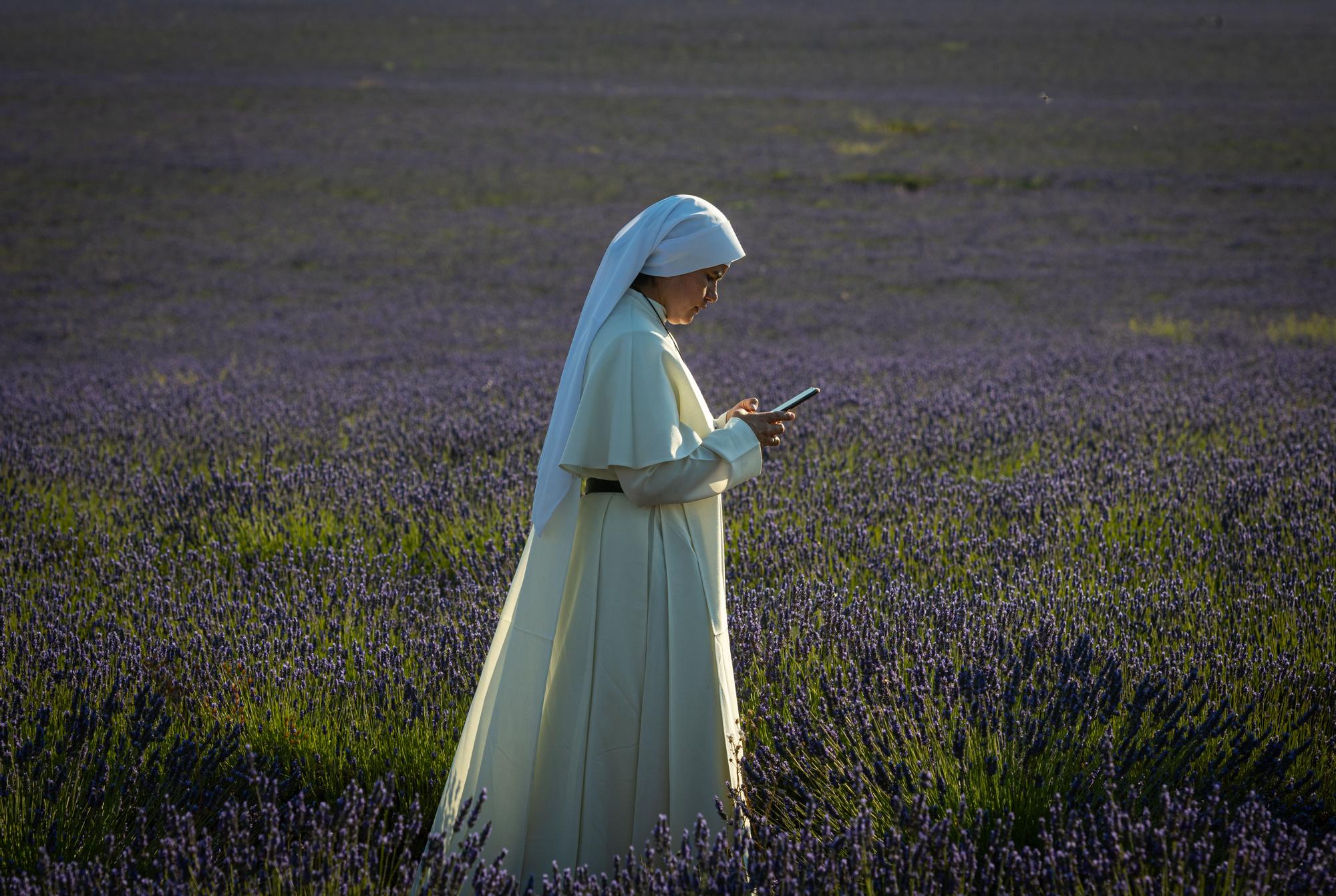 FOTOS | Los espectaculares campos de lavanda en flor (Brihuega)