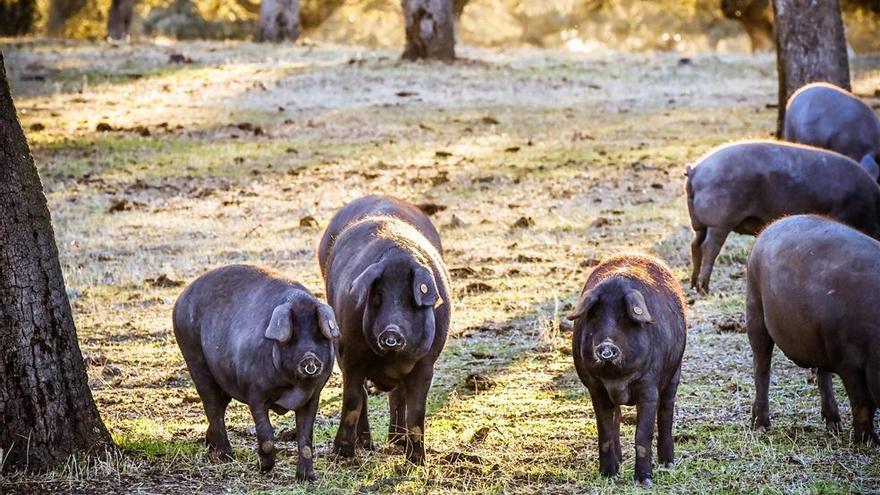 Mil ganaderos claman en Zafra contra la &quot;incoherencia&quot; de la norma del ibérico