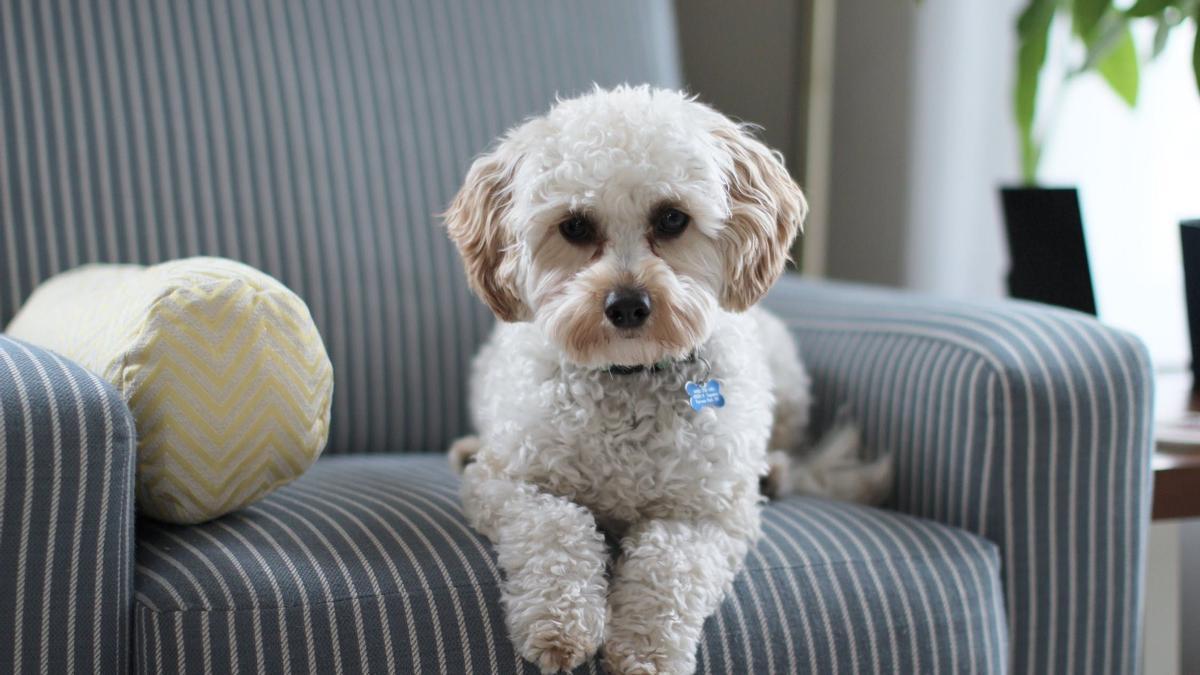 AMBIENTADOR PERROS | Este es el mejor ambientador casero: lo puedes  fabrican en menos de 5 minutos