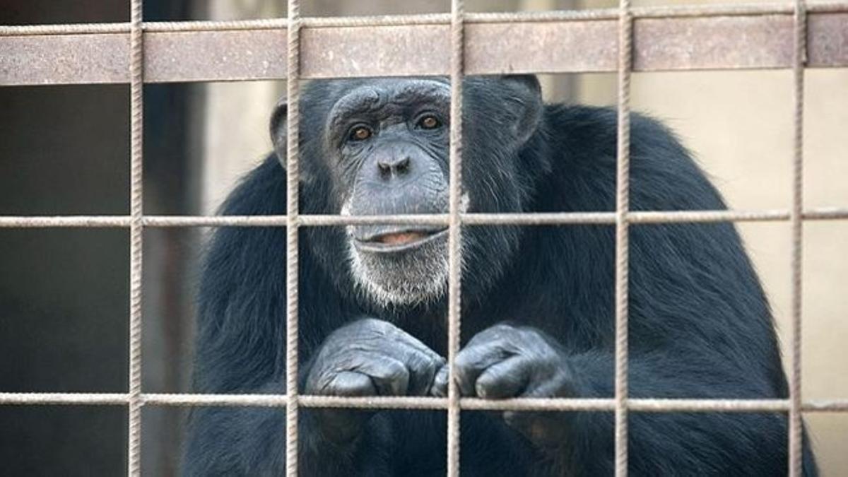 Chimpancé en una jaula