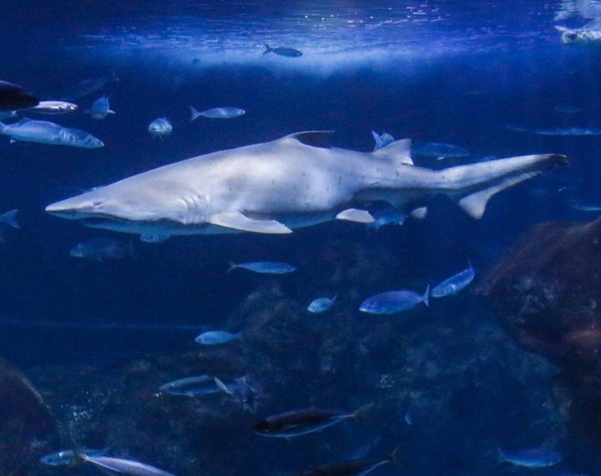 Arriba, a la izquierda, entrenamiento de tiburones cebra; debajo, una tortuga lora en recuperación en el CRAMA Bioparc. A la derecha, un tiburón toro, en el Gran Oceanario.