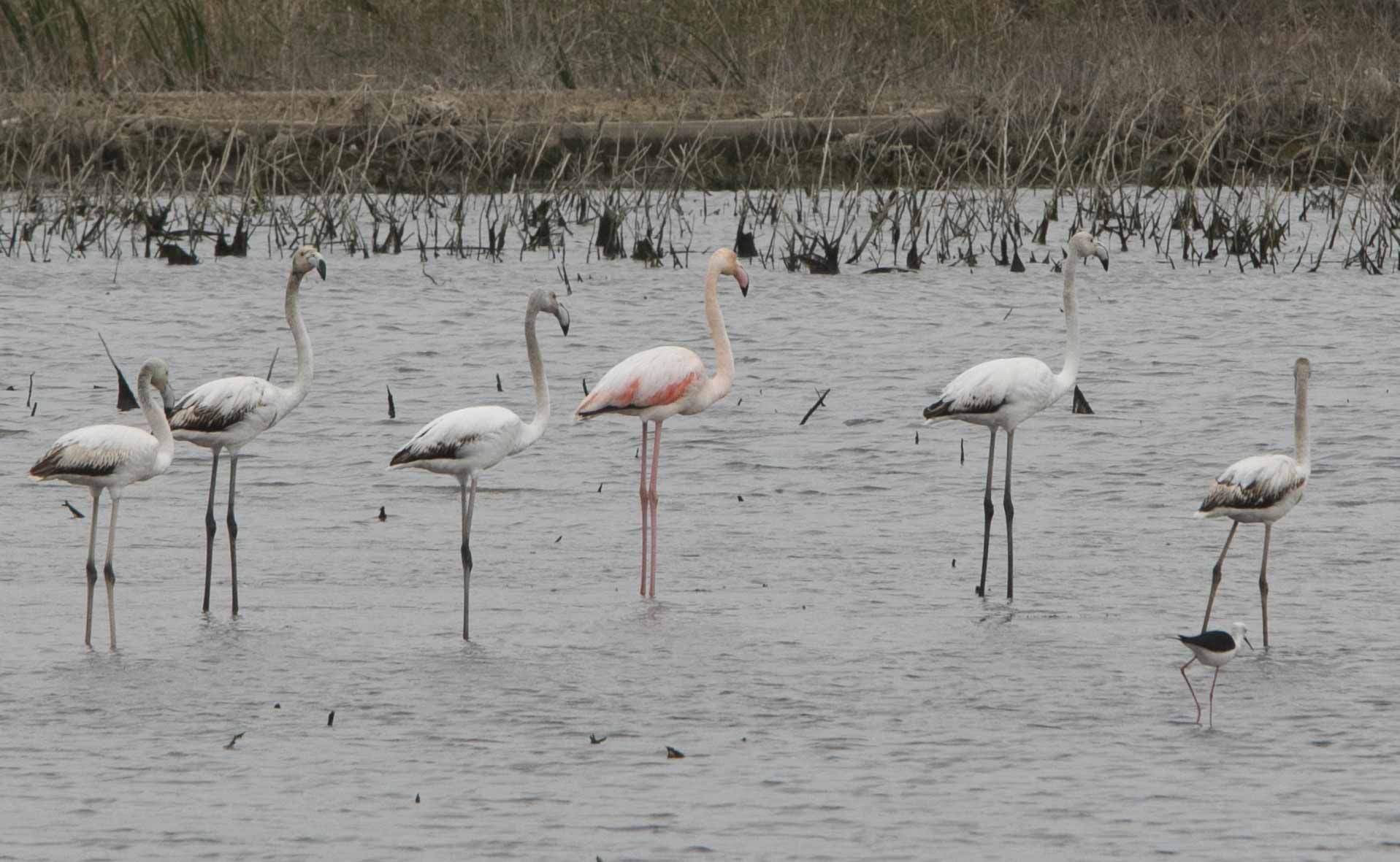 Flamencos en el marjal de Almardà, un espectáculo de la naturaleza.