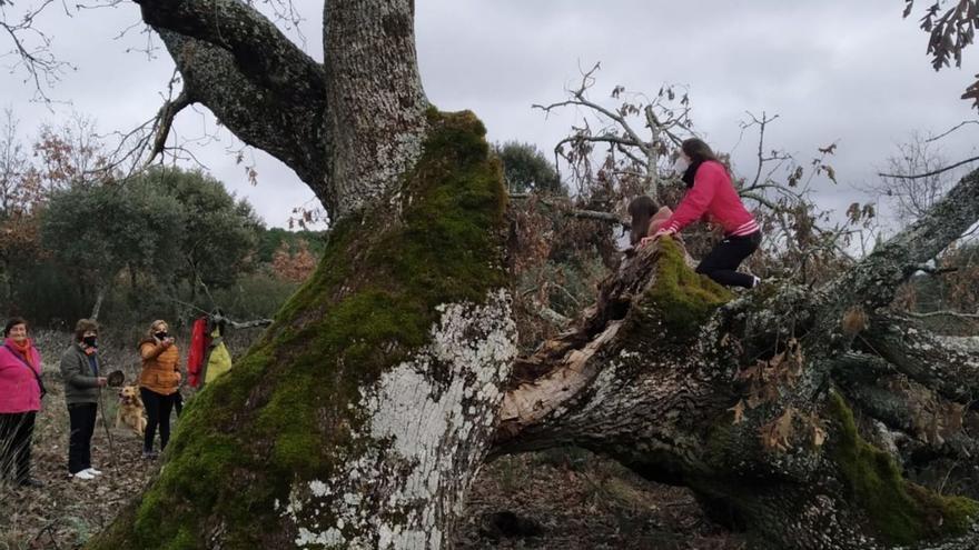 Operación a vida o muerte para salvar a este gigante verde en Aliste