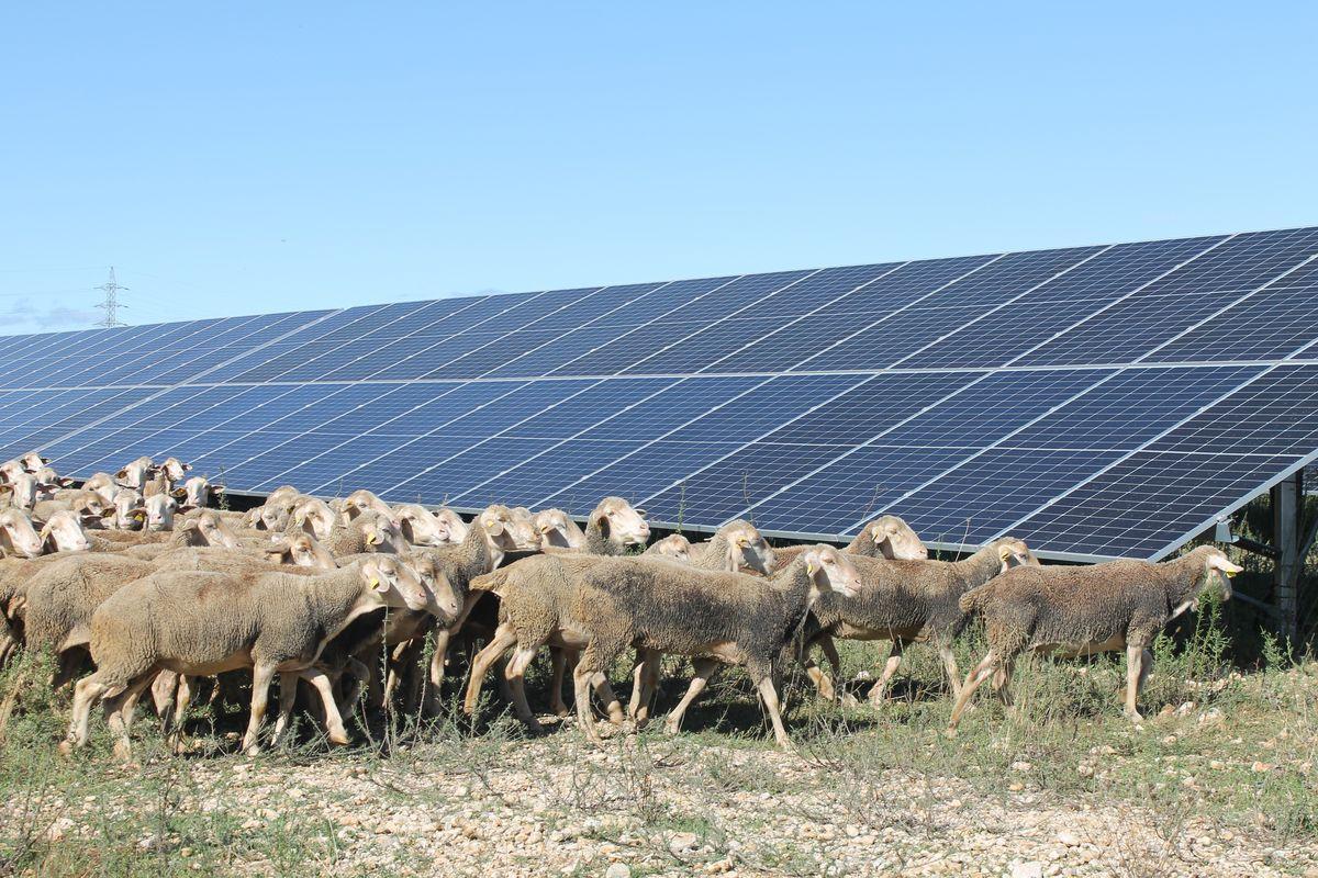 Un rebaño de 500 ovejas mantiene limpia la planta solar más grande en Castellón, en Sant Jordi.