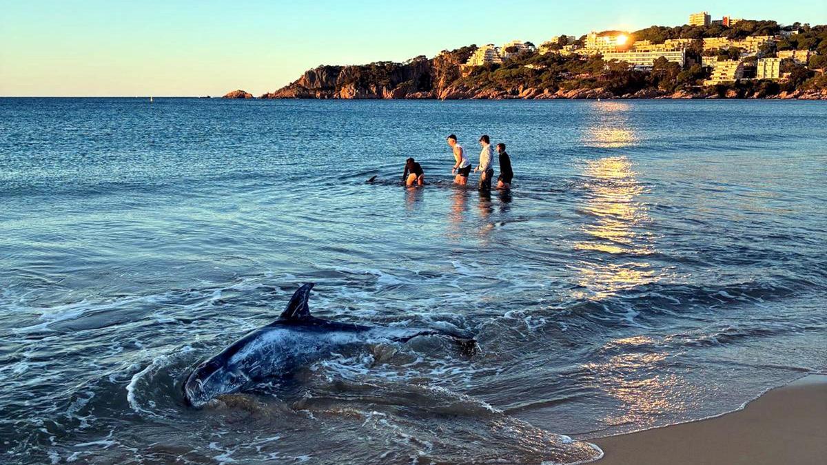 Uno de los delfines y la agente de los Mossos y los jóvenes rescatando al otro, en Sant Feliu de Guíxols..